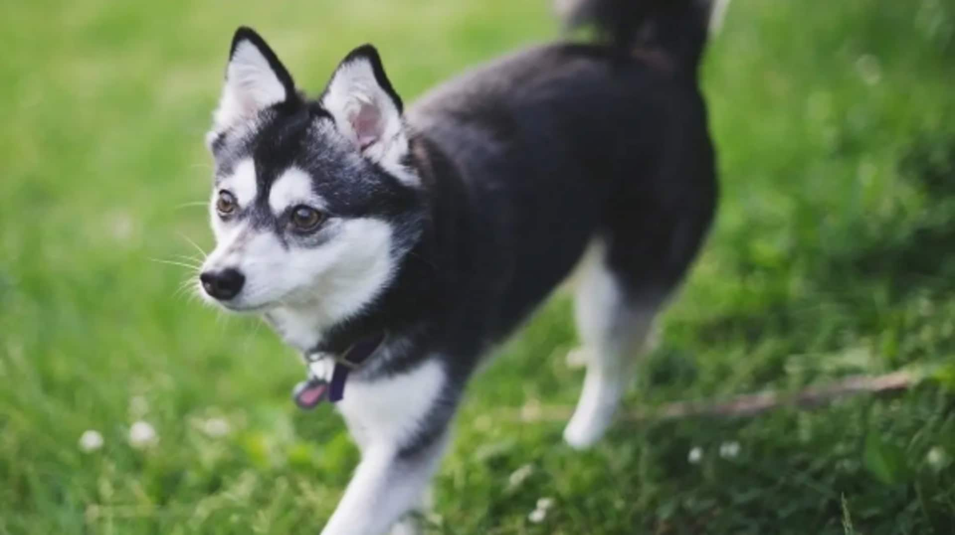 Your Alaskan Klee Kai will listen to you: Try these