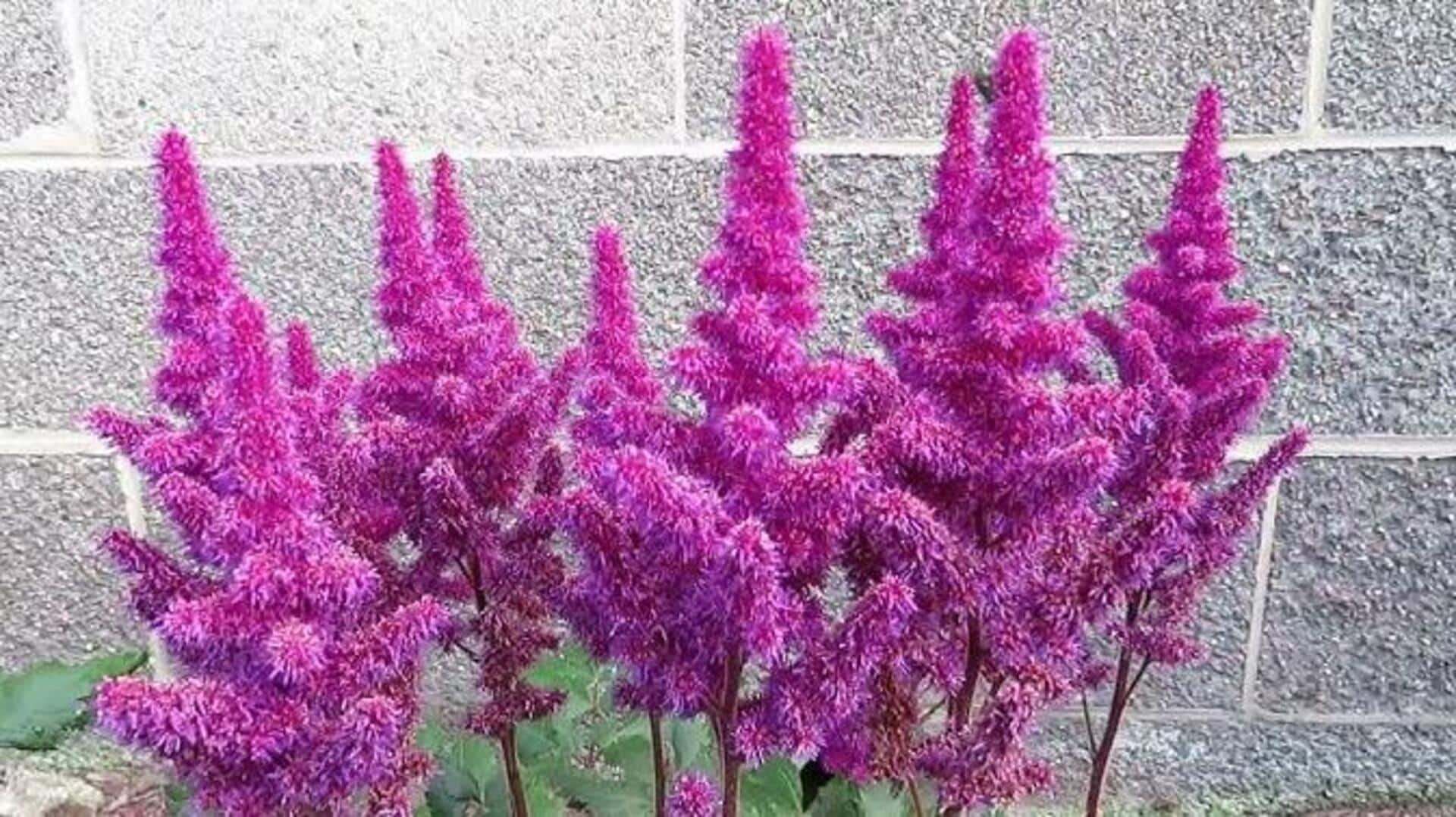 Growing astilbe at home is easier than you think