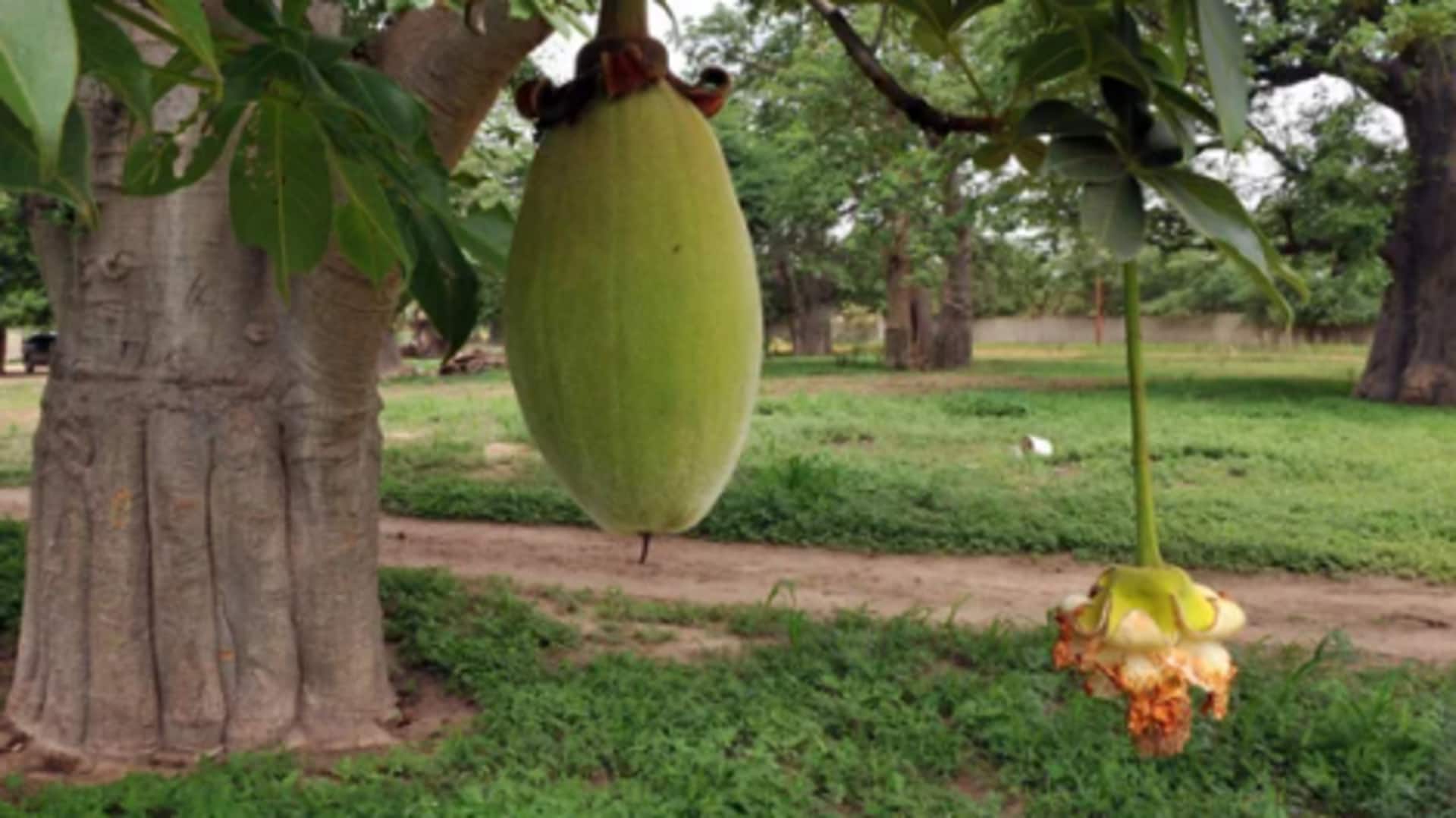 Surprising health benefits of baobab 