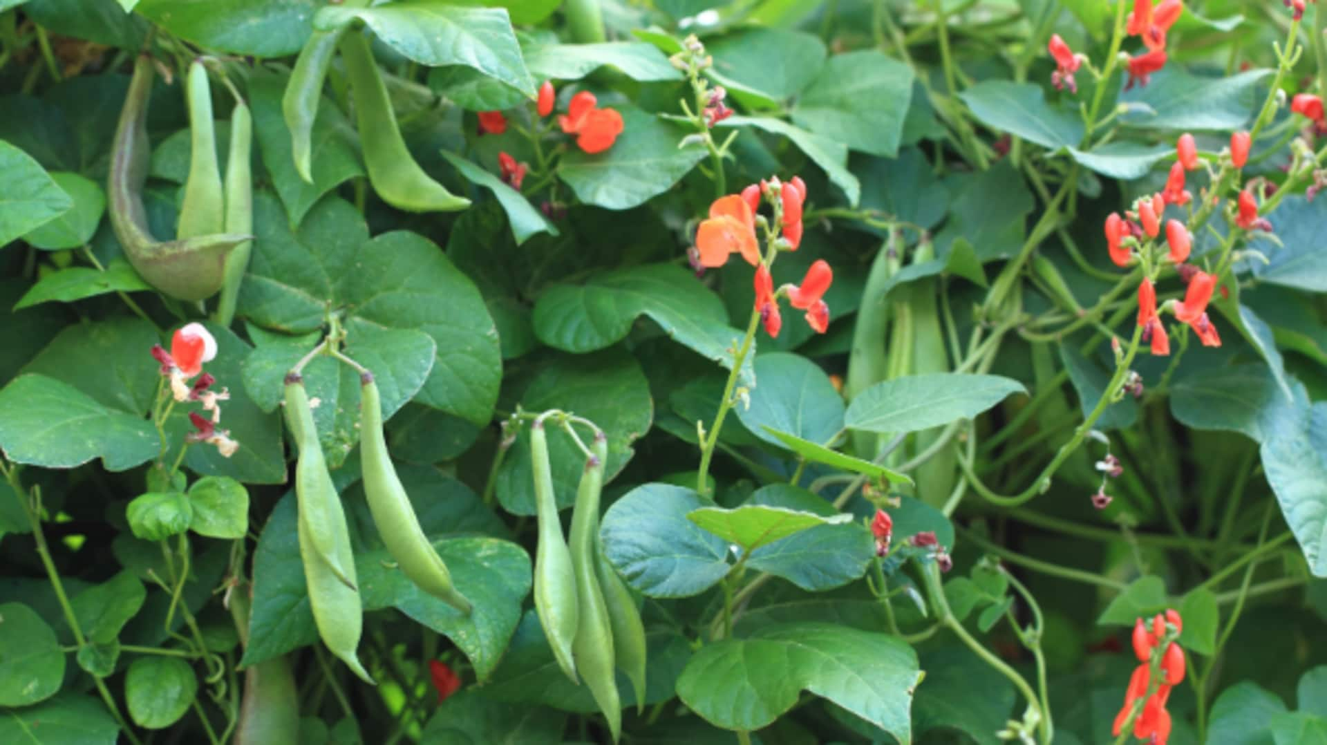 Grow scarlet runner beans in your balcony. It's that easy!