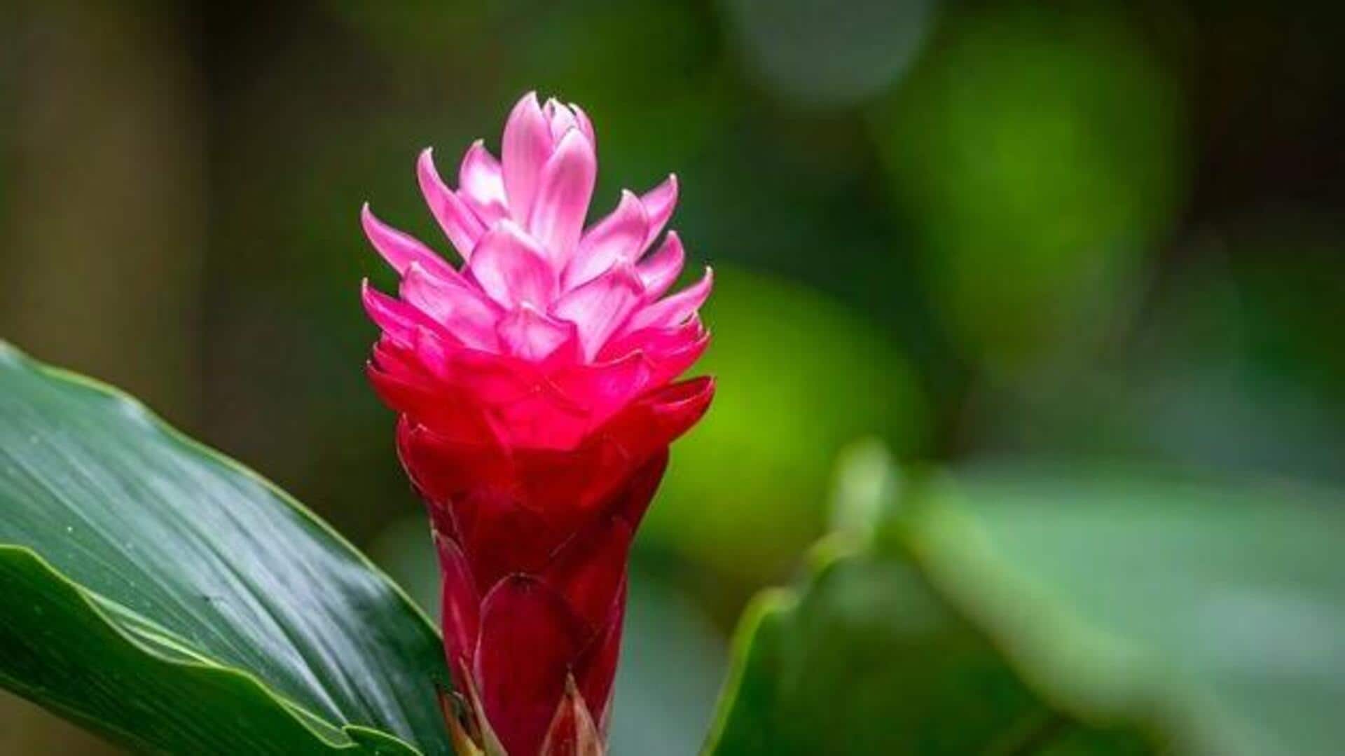 Ginger flowers: An underrated ingredient your kitchen needs