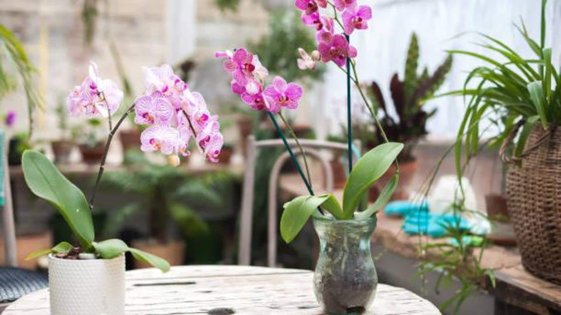 How to care for orchids in small apartments 