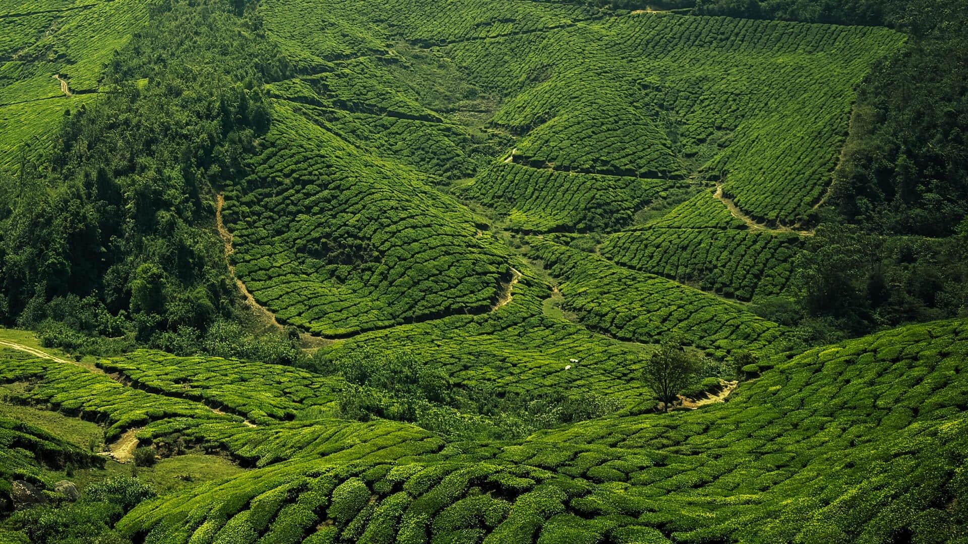 The importance of plantation tours