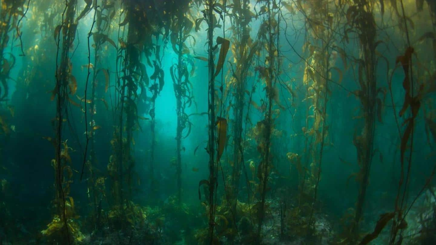 Ocean forests: Larger than Amazon, more productive than we imagined