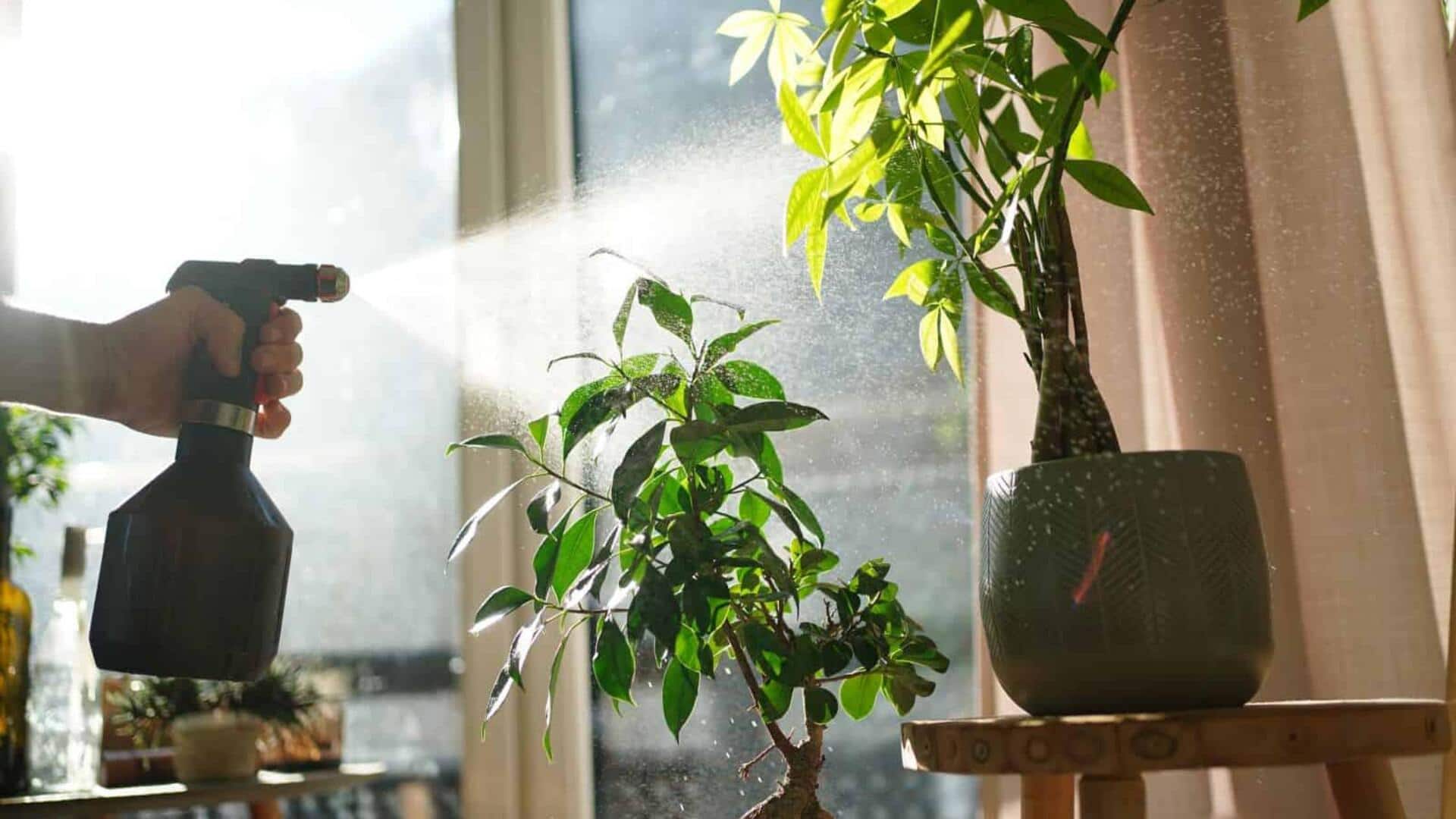 5 benefits of misting indoor plants