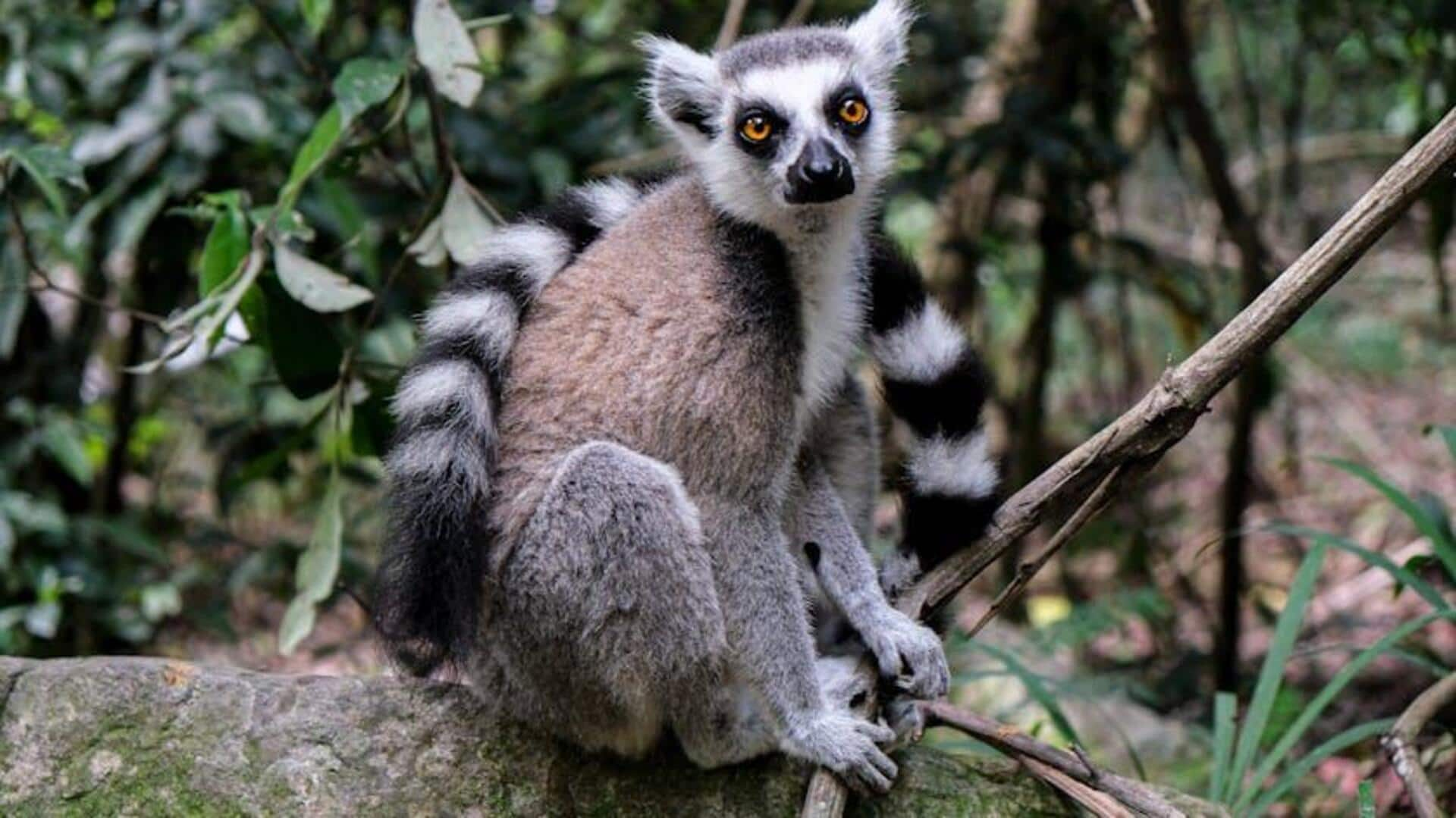 Unveiling Madagascar's exotic wildlife and pristine nature