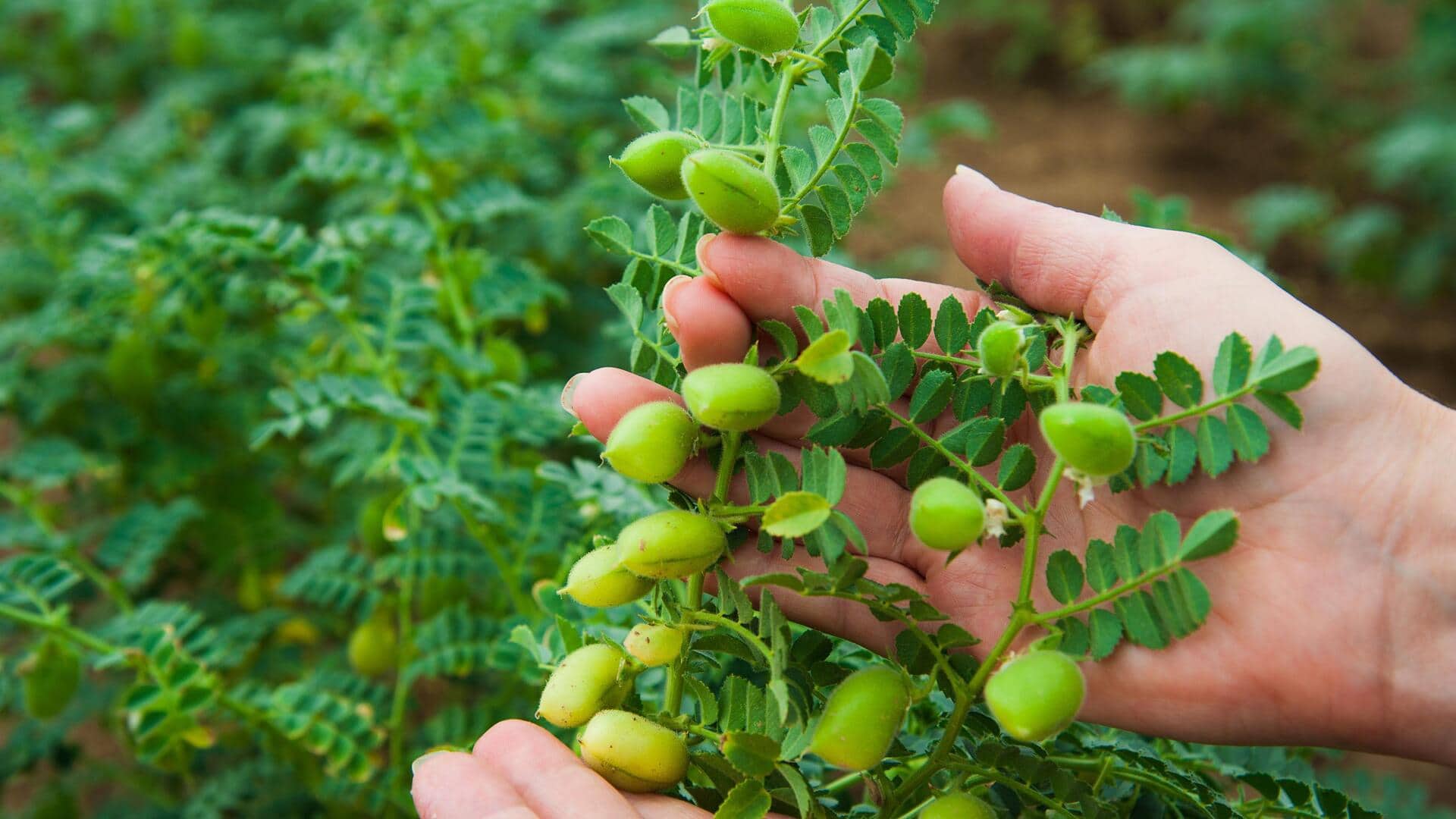 How to grow chickpeas at home