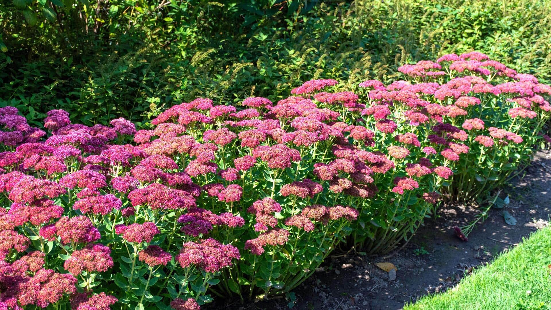 Tips on how to take care of your Sedum plant