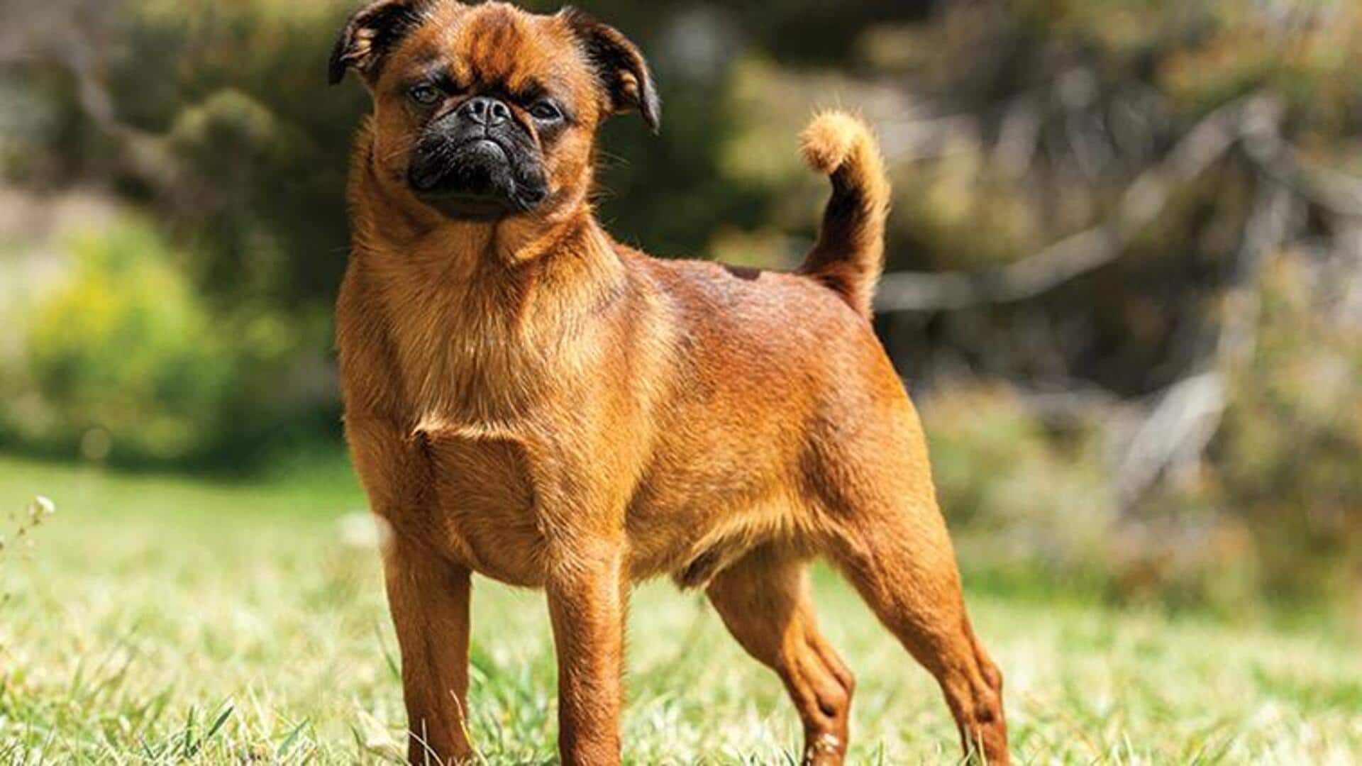 Simple grooming tips for your Brussels Griffon dog