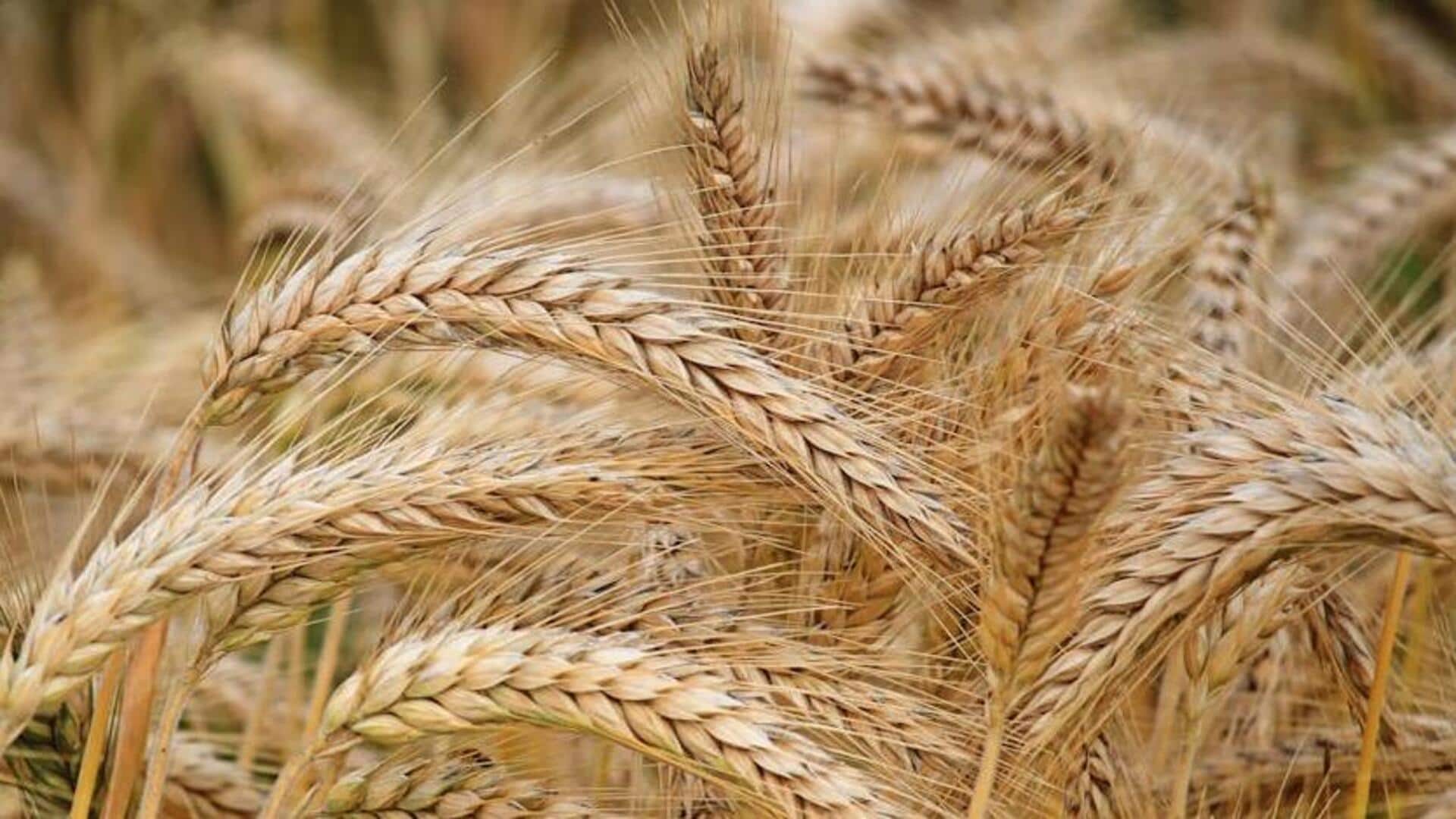 Barley v/s farro: Which is healthier?