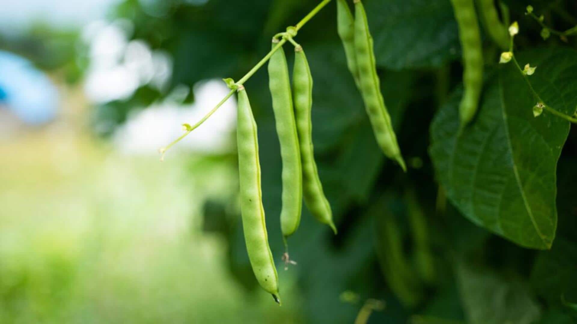 Tips to cook with breech beans Tips to cook with breech beans