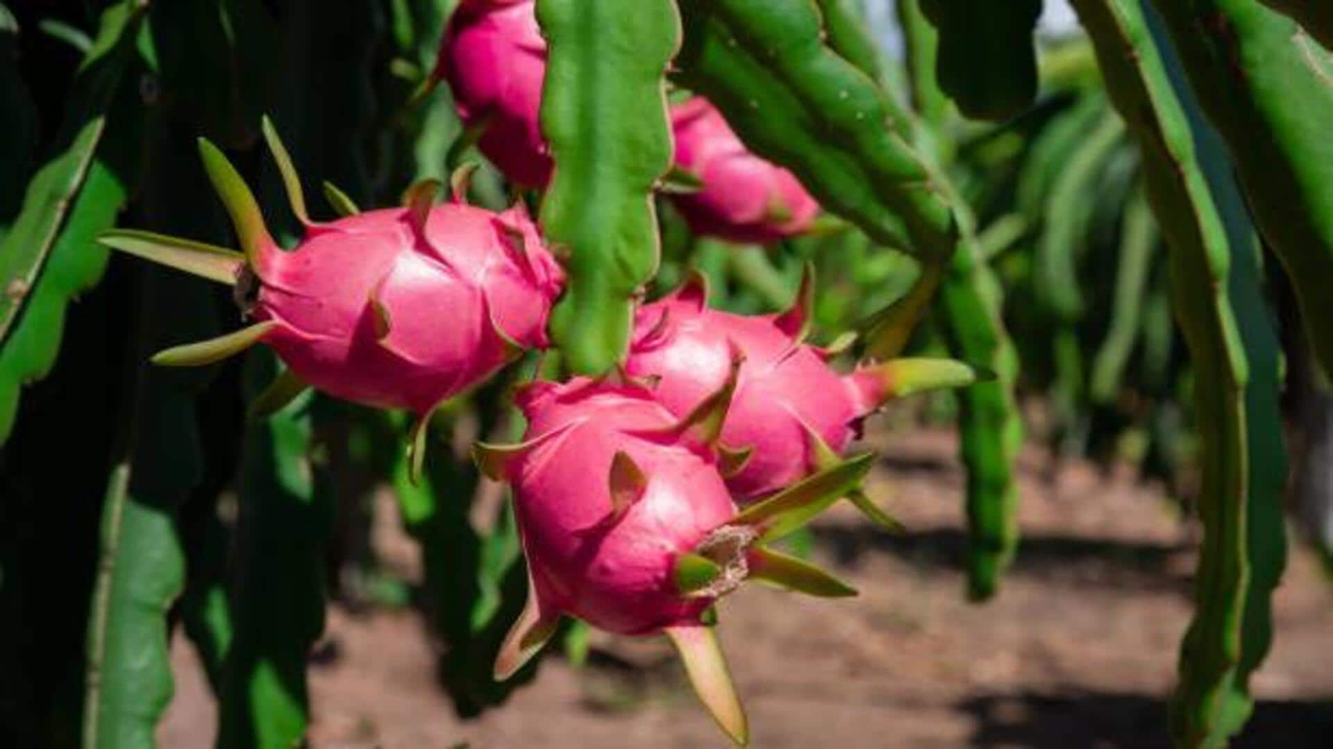 How to grow dragon fruit at home