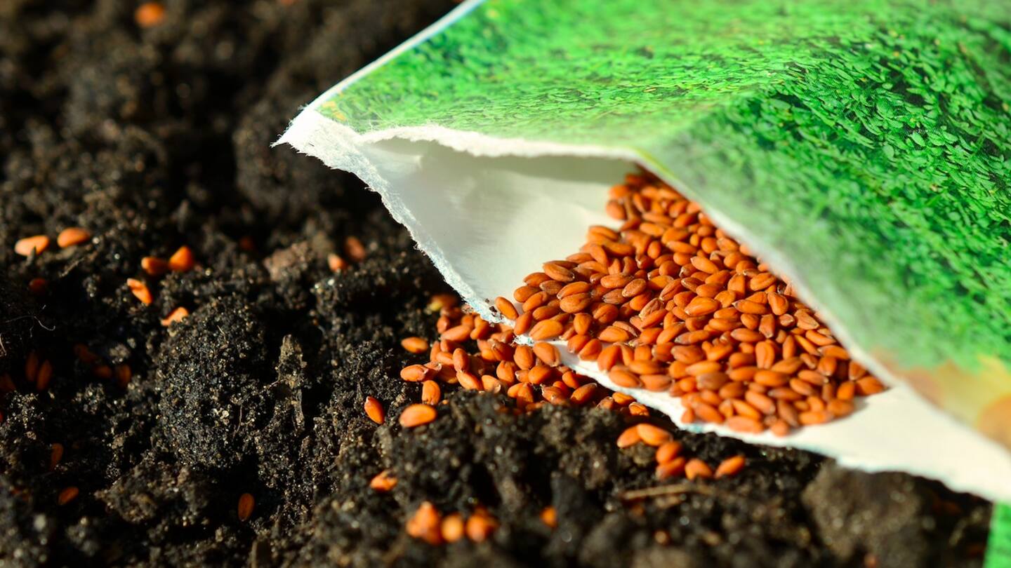 5 amazing benefits of aliv seeds (garden cress seeds)