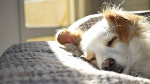 Americans are abandoning pets! Here's the sad reality behind it