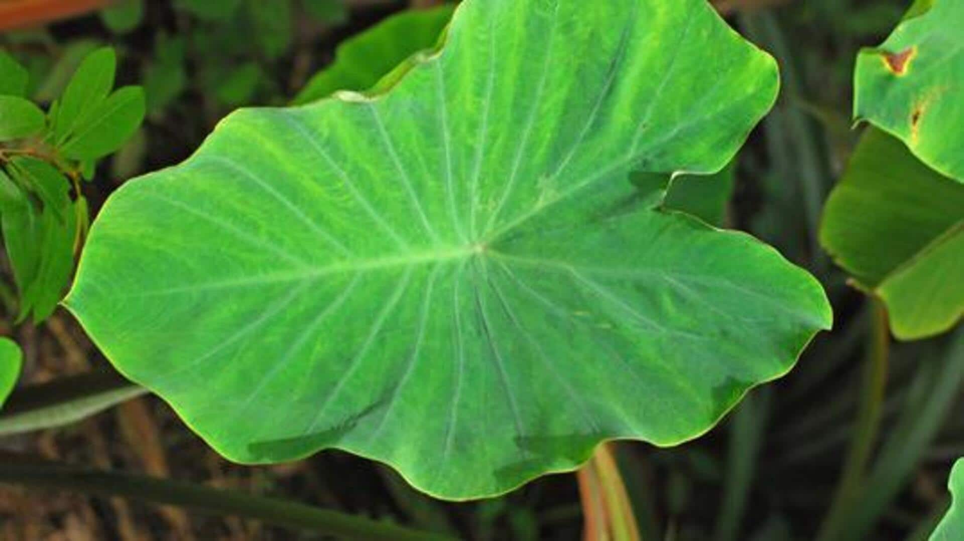 Yam leaves: Nutrition, culinary uses, and more Yam leaves: Nutrition, culinary uses, and more