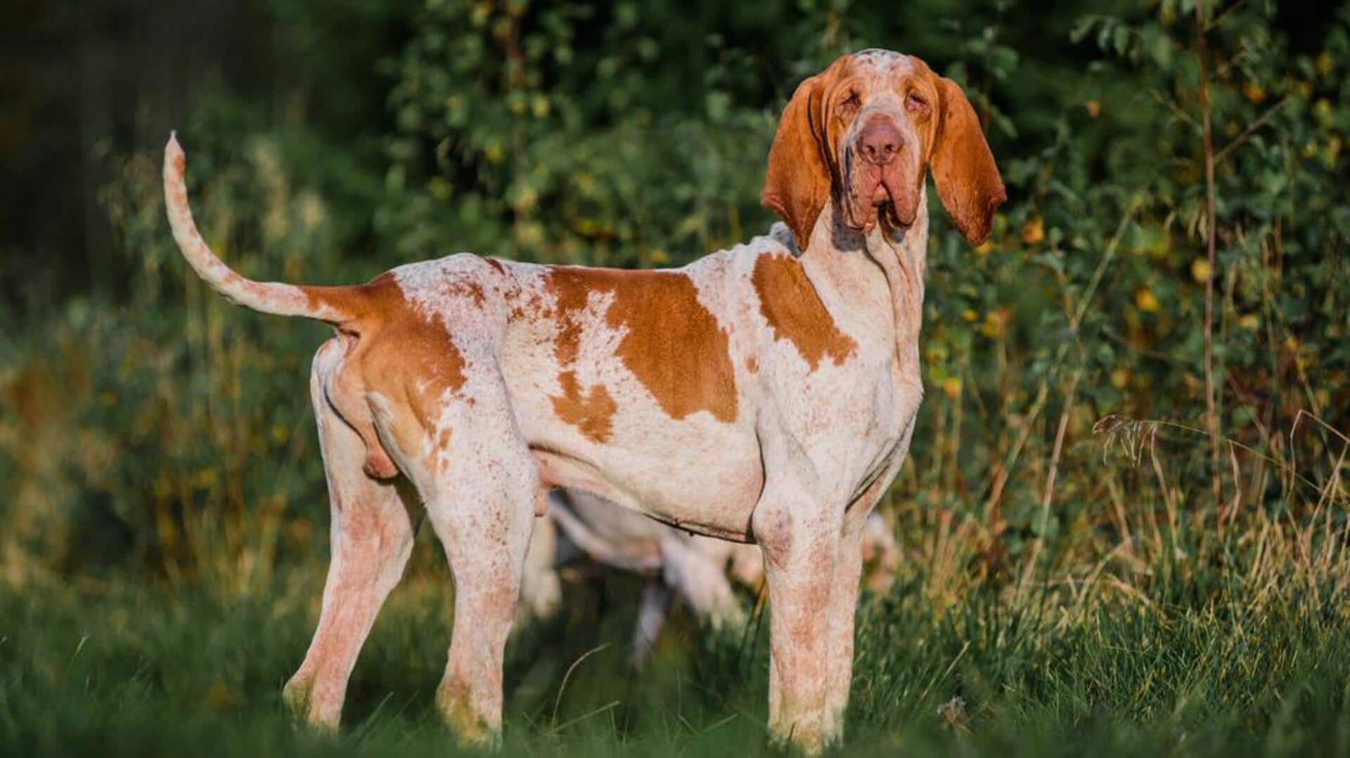 How to take care of your Bracco Italiano at home 