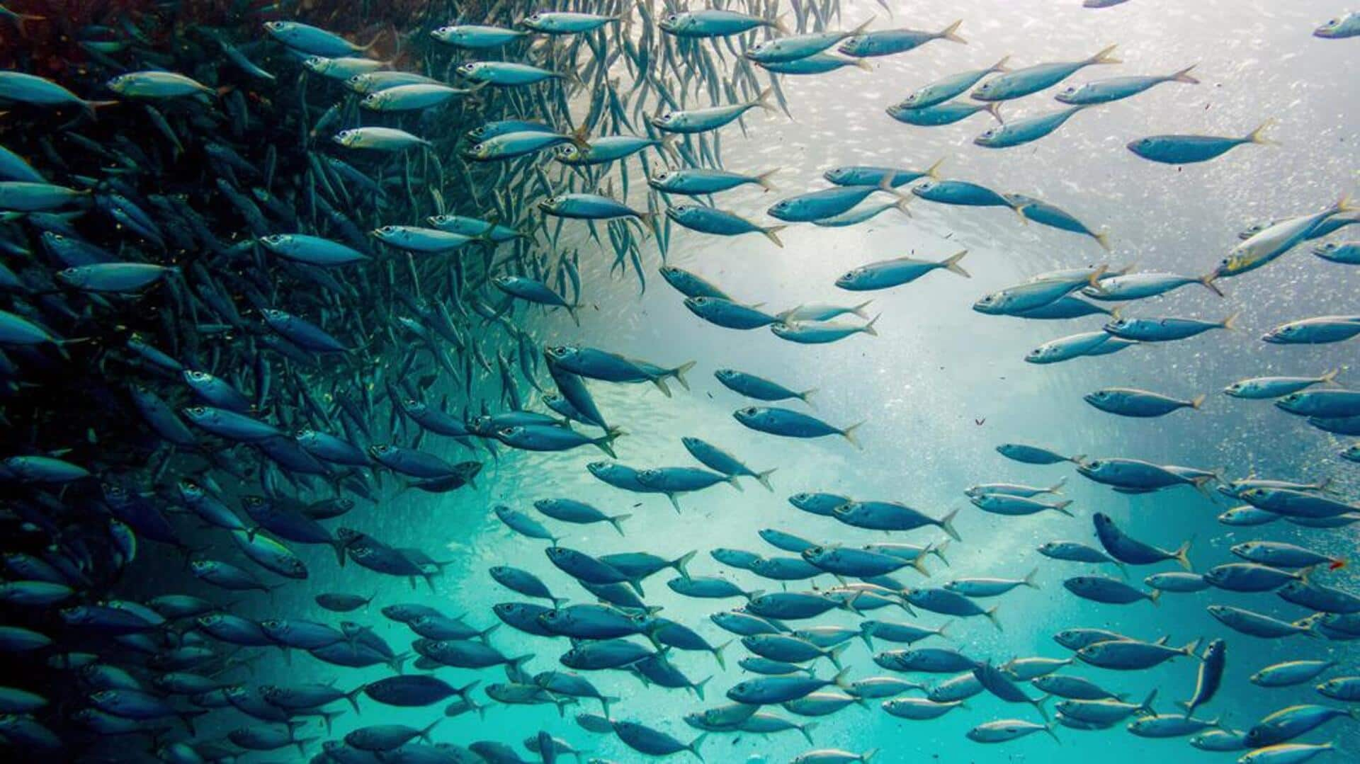 Experience the Sardine Run, South Africa's marine spectacle