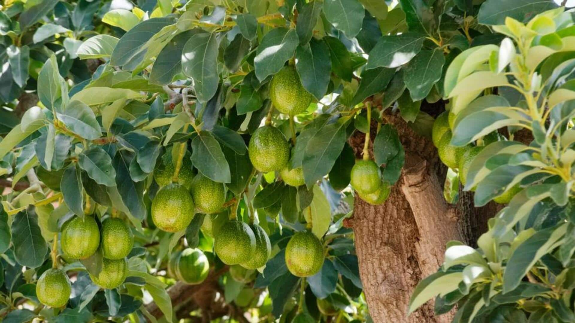 Caring for avocado trees: 5 subtropical success secrets