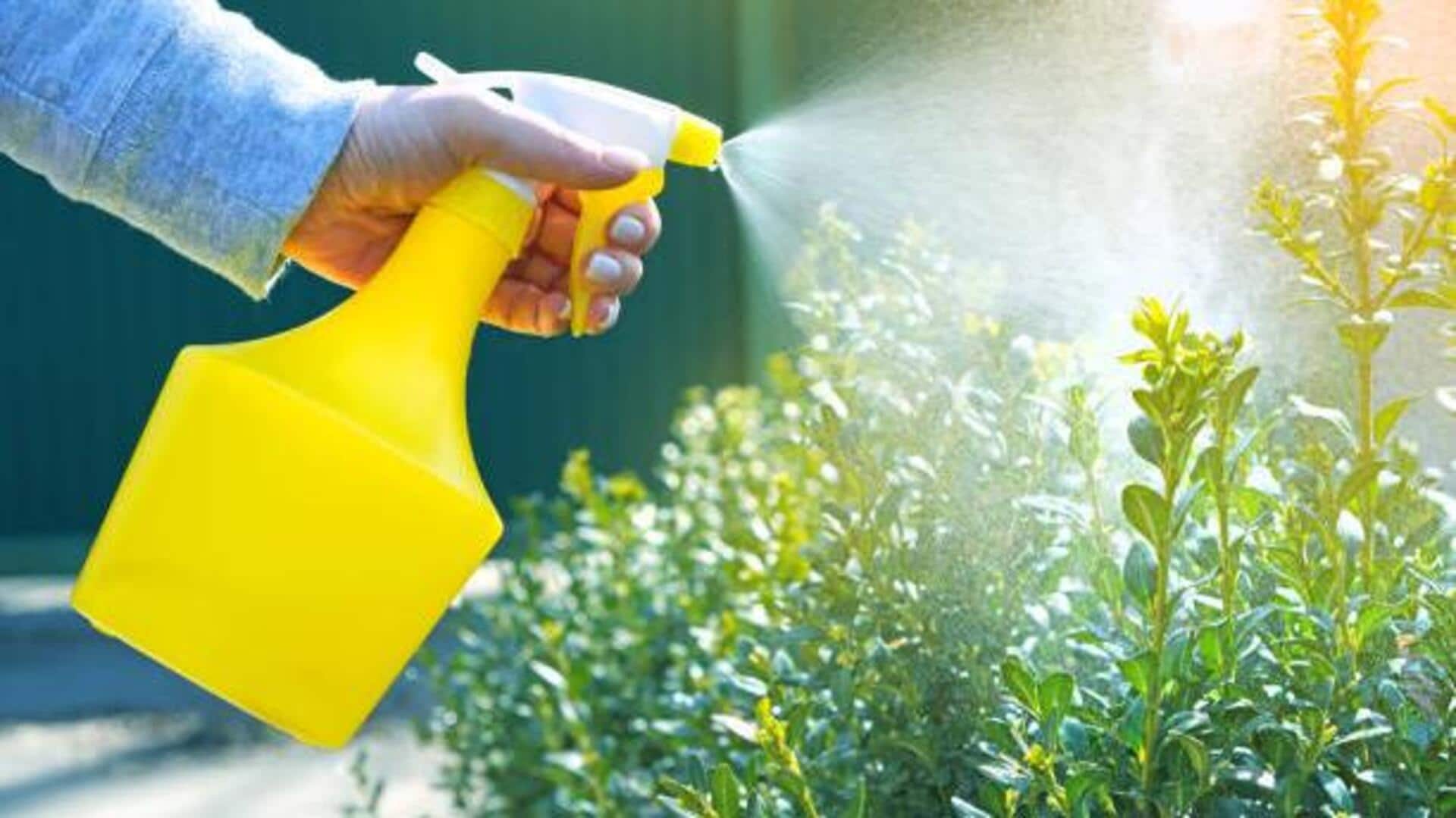 Citrus peel spray: Natural pest control for plants Citrus peel spray: Natural pest control for plants