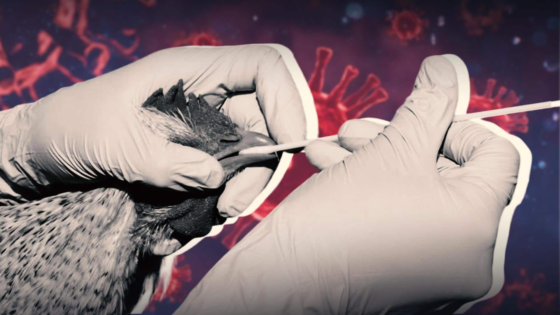 Bird flu outbreak in US raises food safety fears