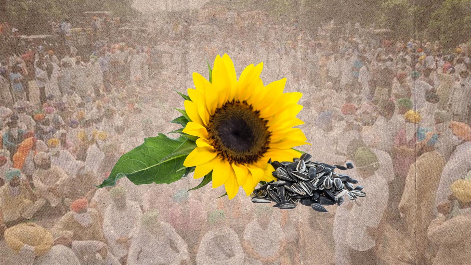 Haryana farmers demanding MSP on sunflower seeds block Delhi-Amritsar highway