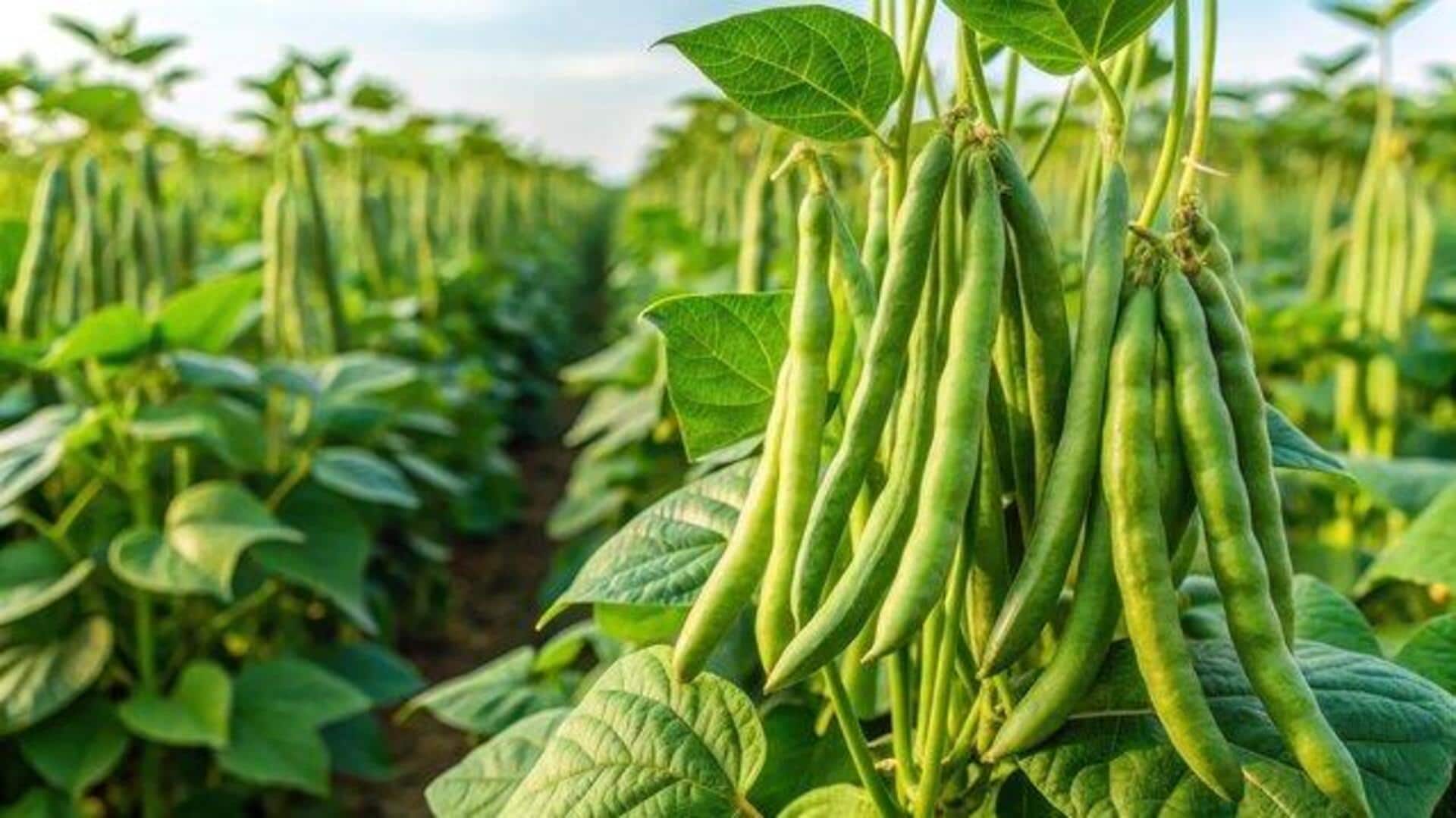 How to grow cluster beans