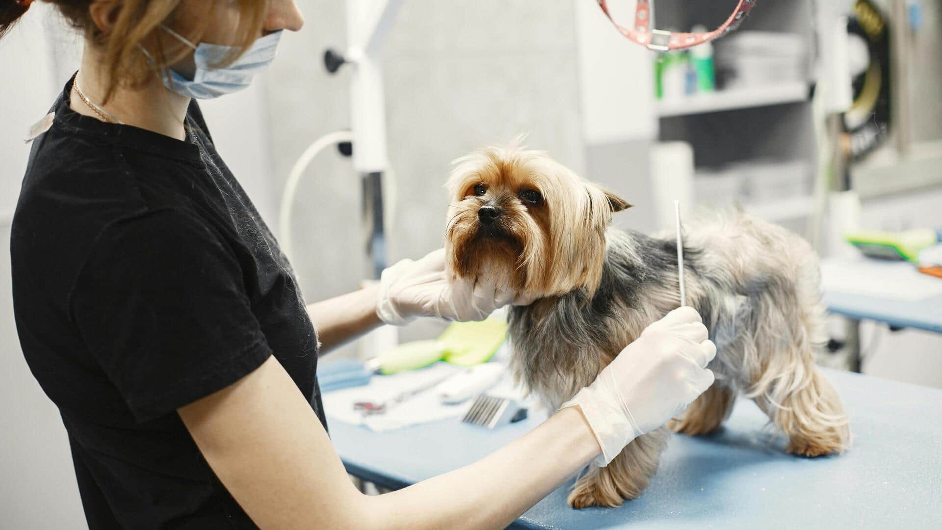 How to care for pets in an eco-friendly way