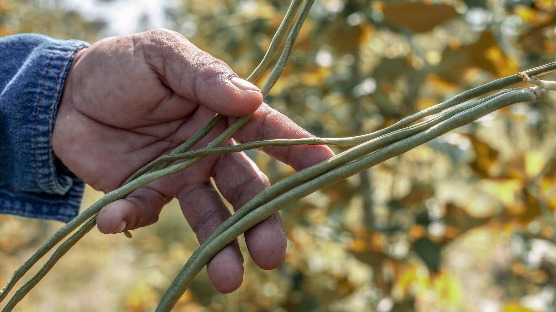 Healthy eating? Start with these 4 heritage beans
