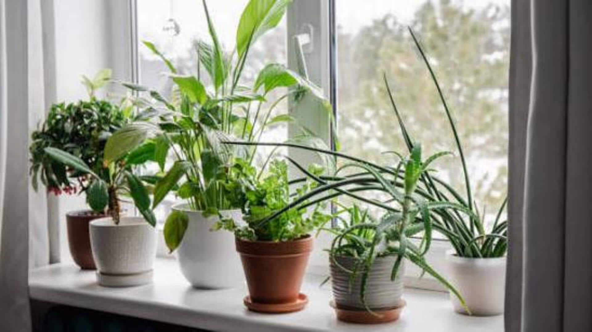 How to keep your indoor plants mold-free