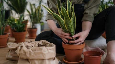 5 must-have indoor plants 5 must-have indoor plants