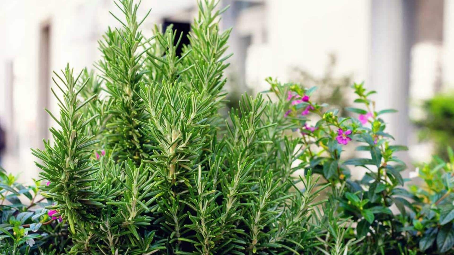 How to grow rosemary at home How to grow rosemary at home