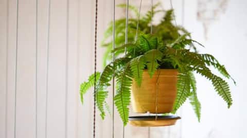 Indoor fern care: 5 mistakes you should avoid