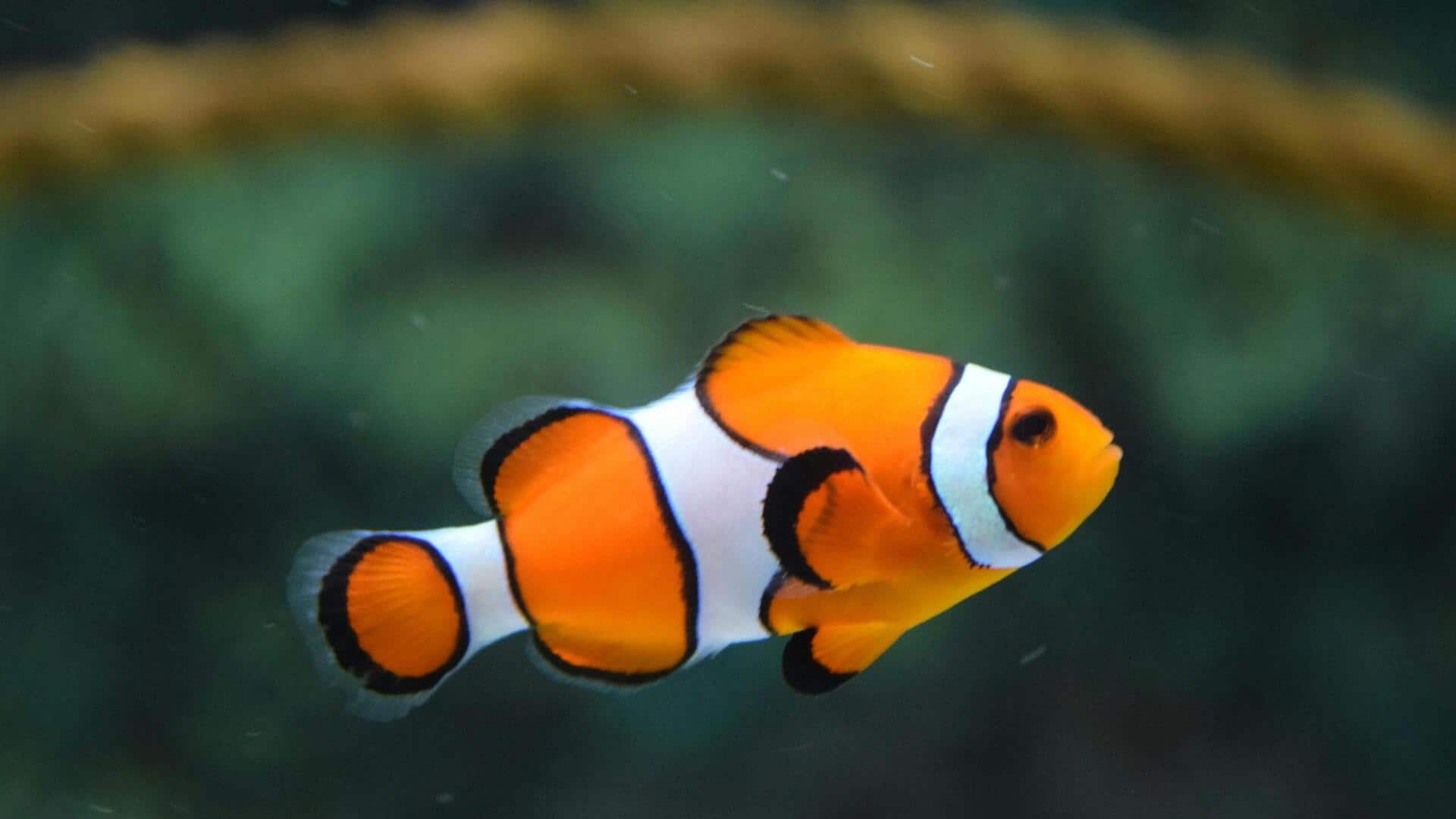 China now has an AI-based facial recognition system for fish