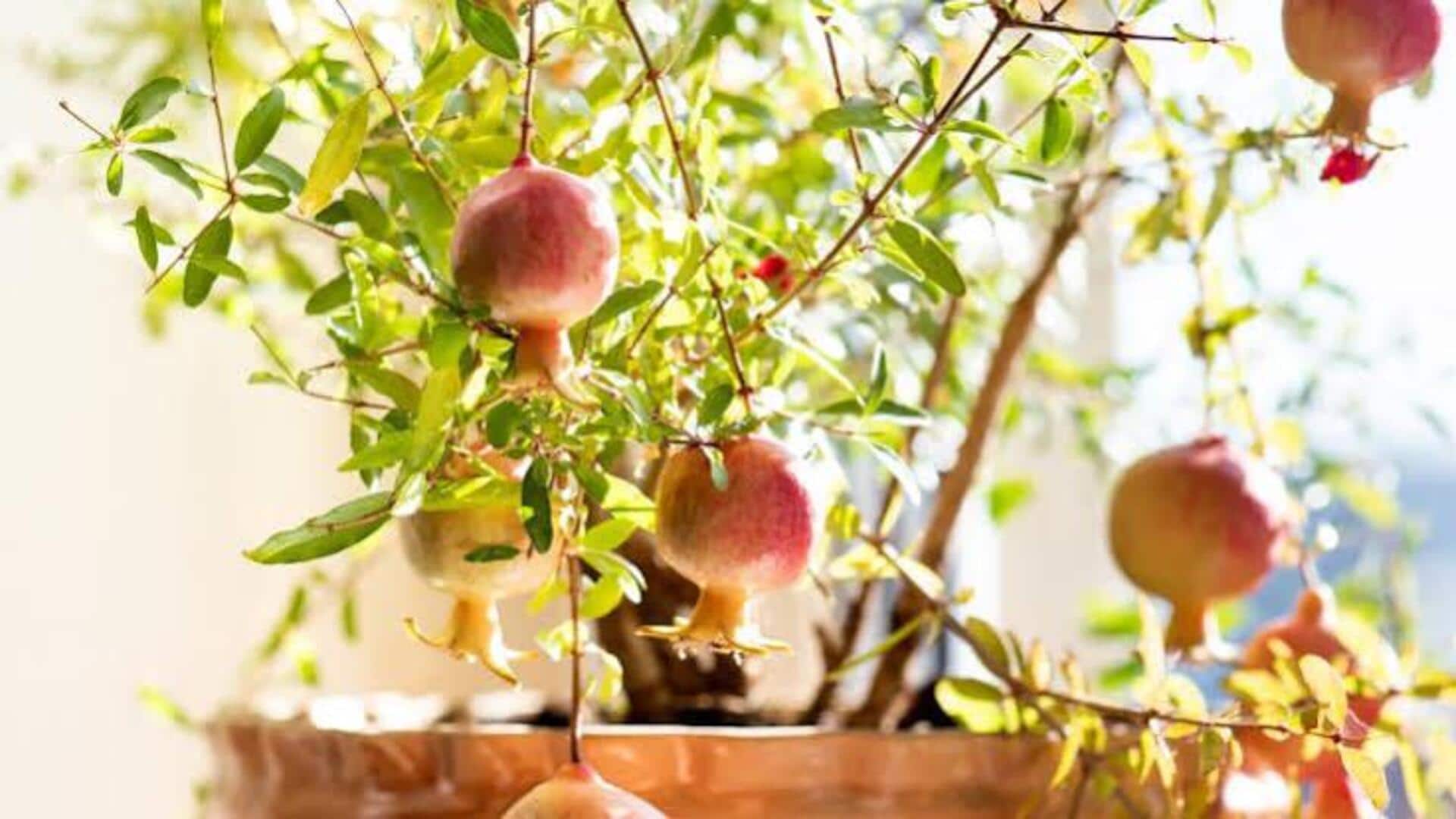 How to grow pomegranate indoors