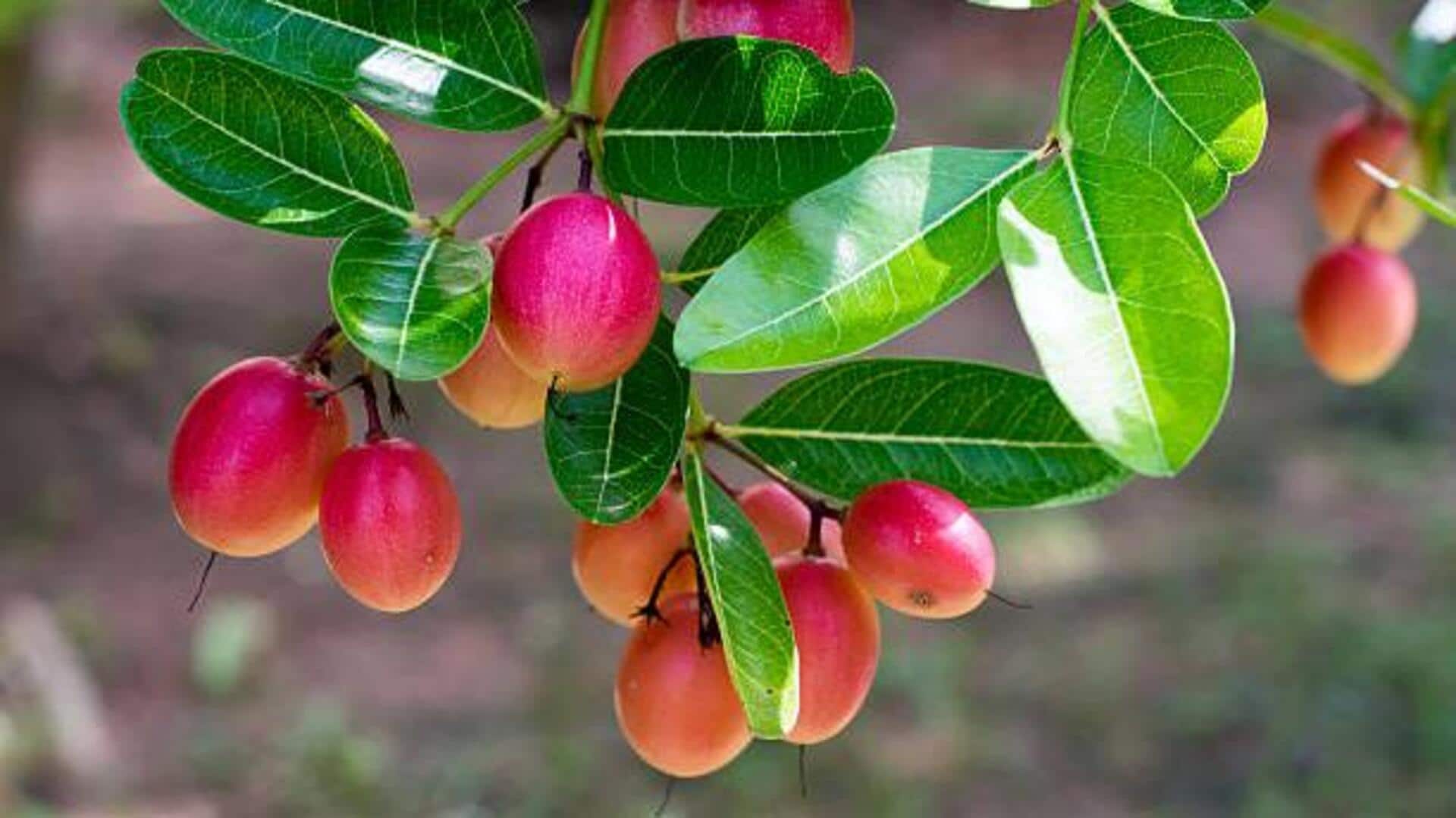 Karonda fruit: 5 recipes worth trying Karonda fruit: 5 recipes worth trying