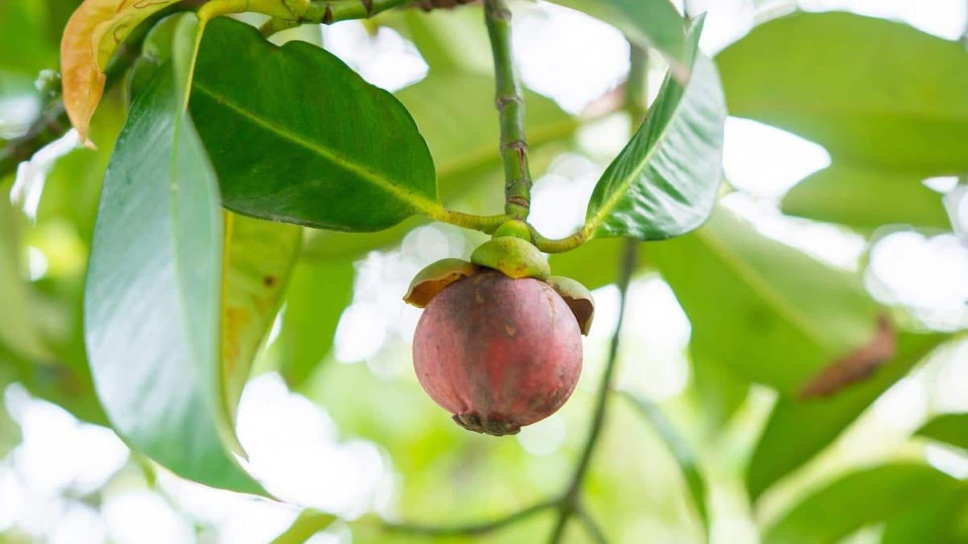 Grow mangosteen at home in 5 simple steps!