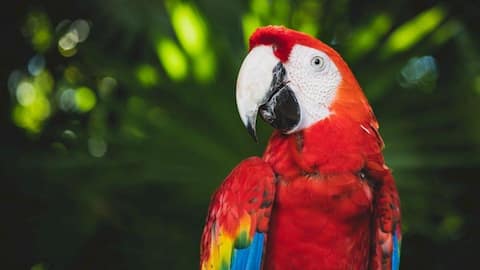 Fascinating facts about macaws