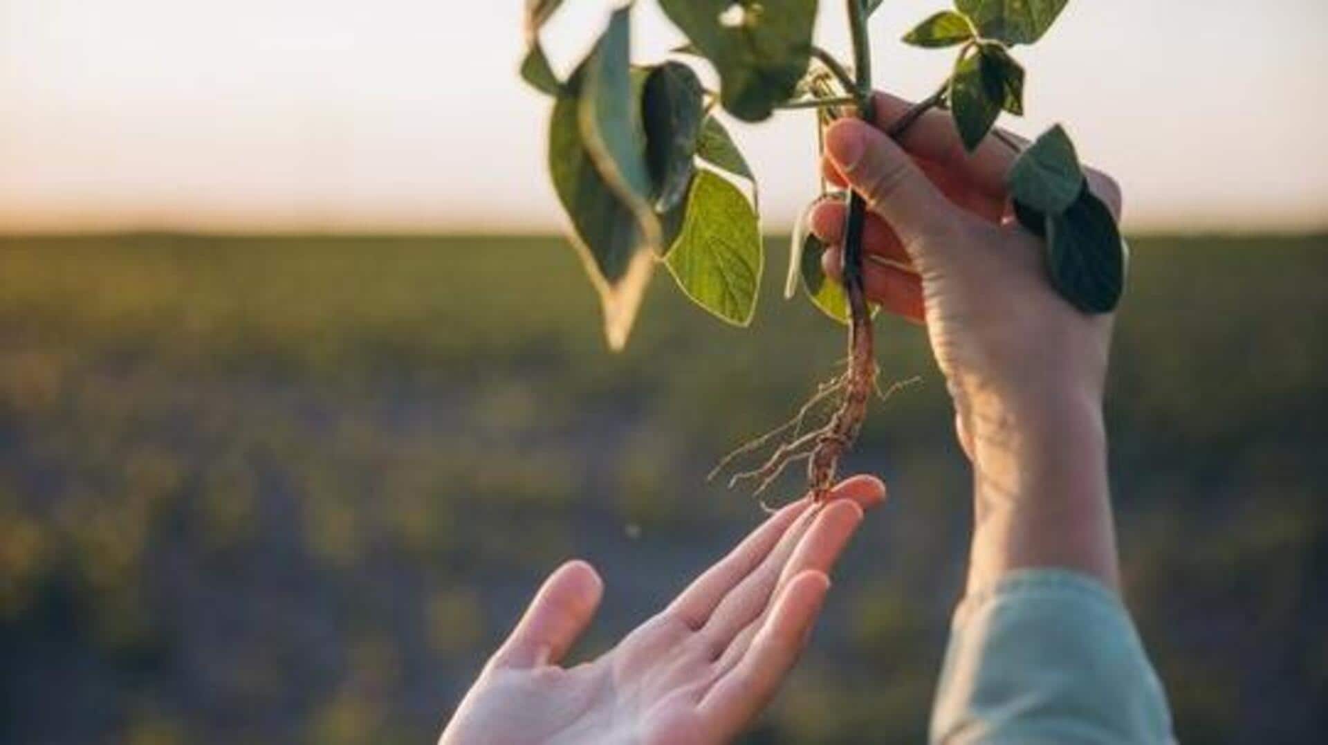 How to fix unhealthy roots in houseplants