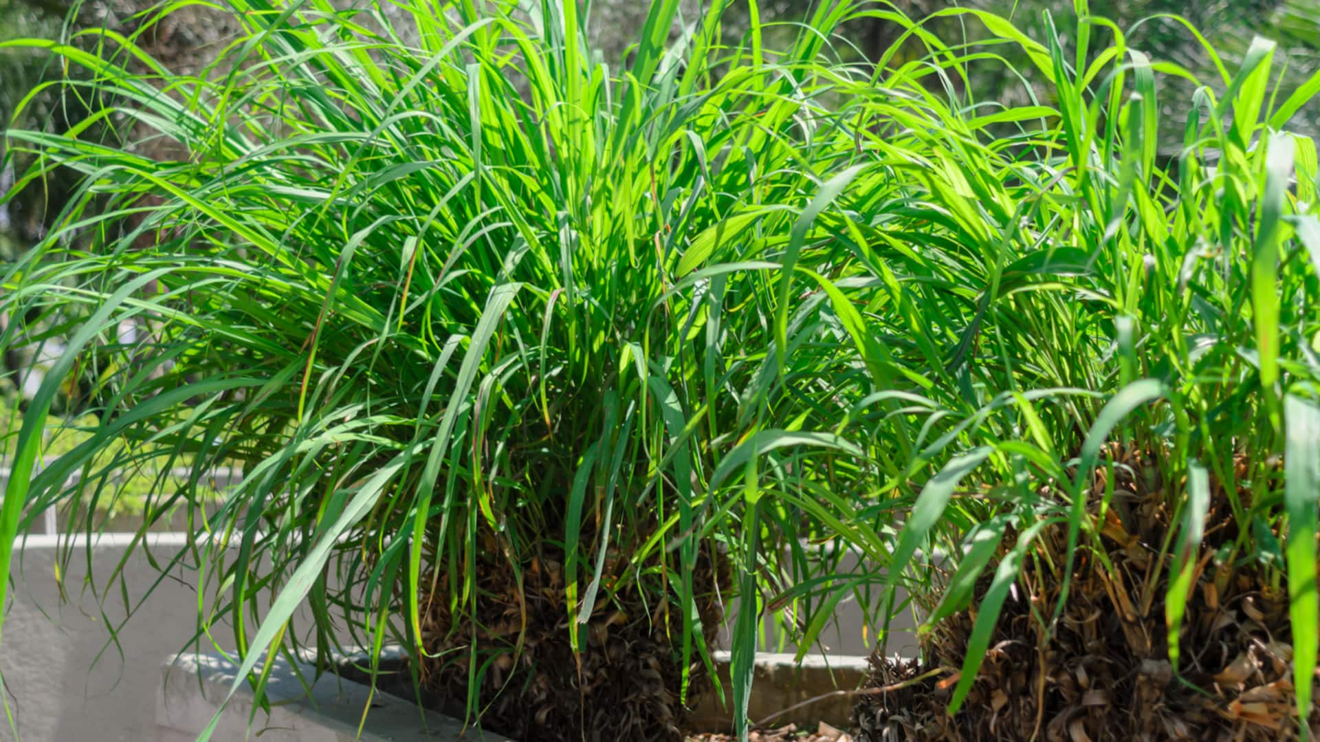 How to grow citronella grass at home
