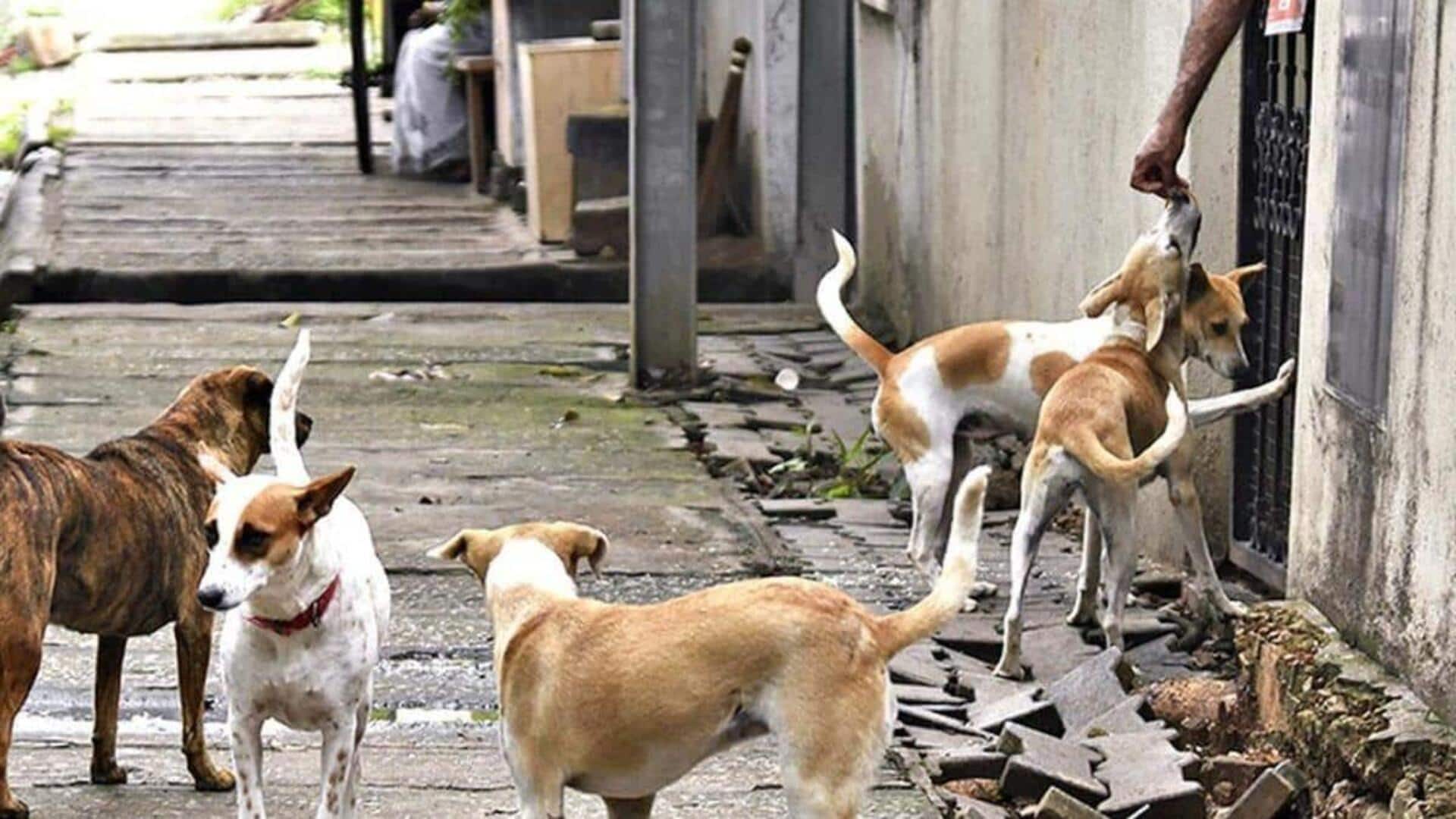 Telangana: 500 dogs killed in week to fulfill 'poll promise'