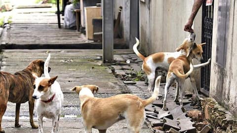 Telangana: 500 dogs killed in week to fulfill 'poll promise'