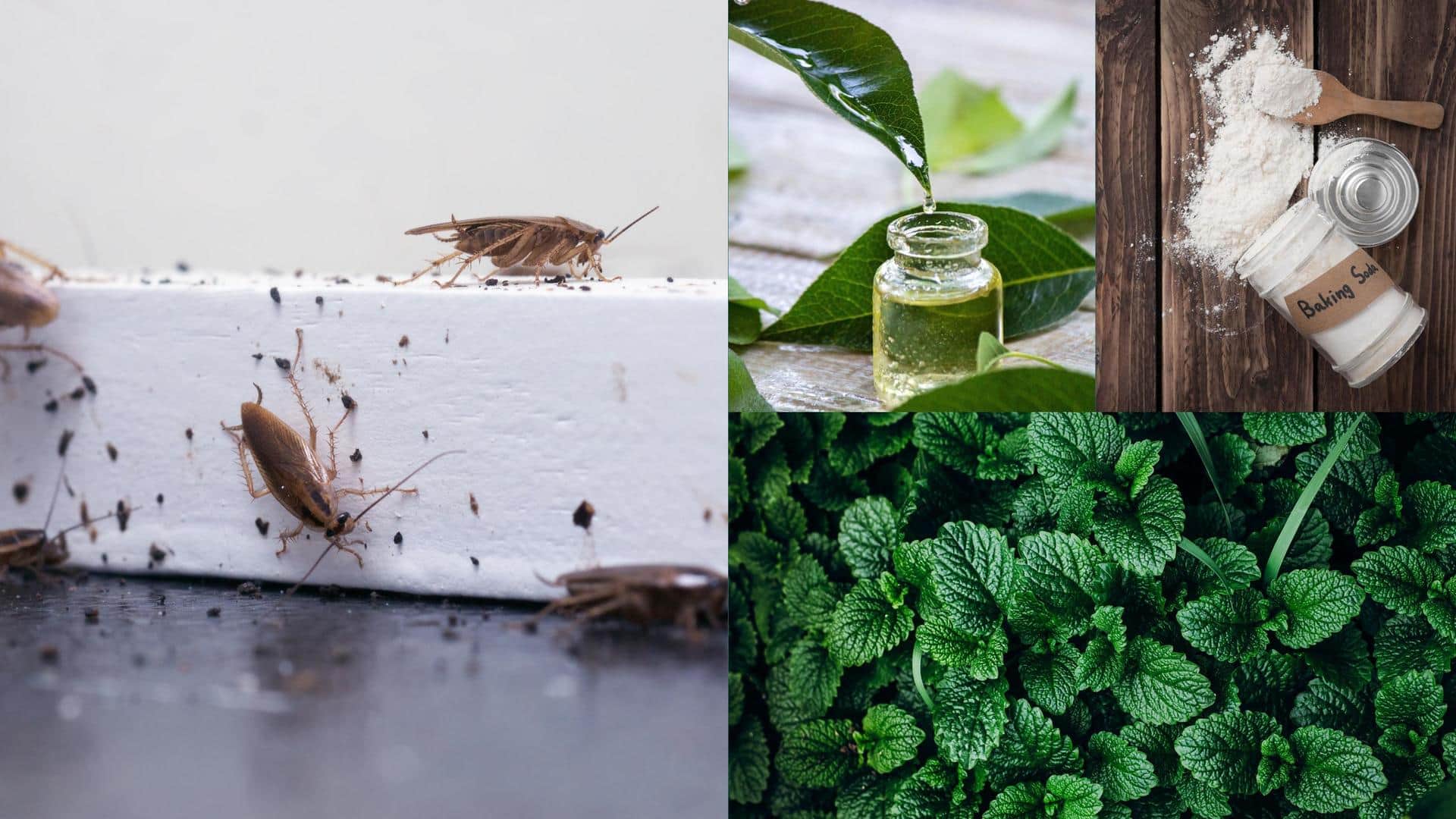5 natural remedies for household pest problems