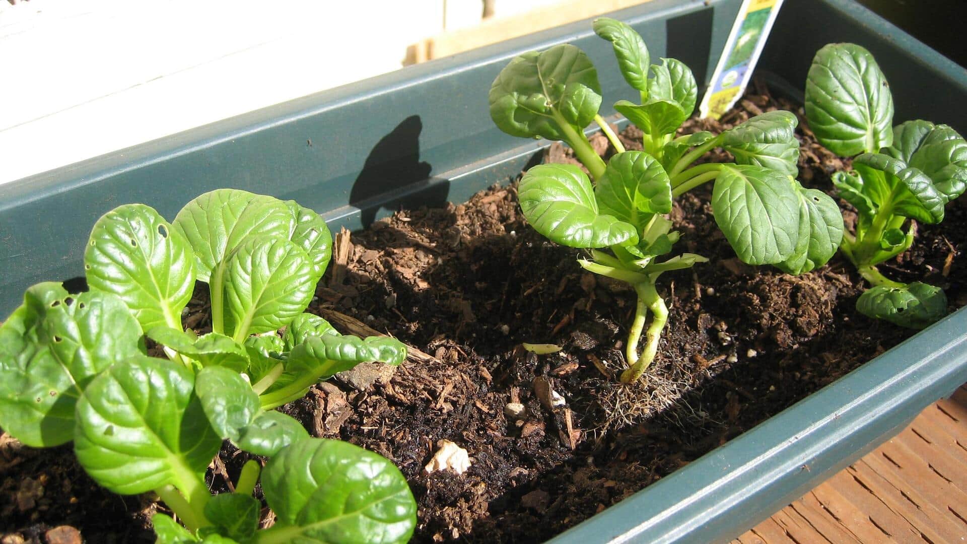 How to grow tatsoi at home