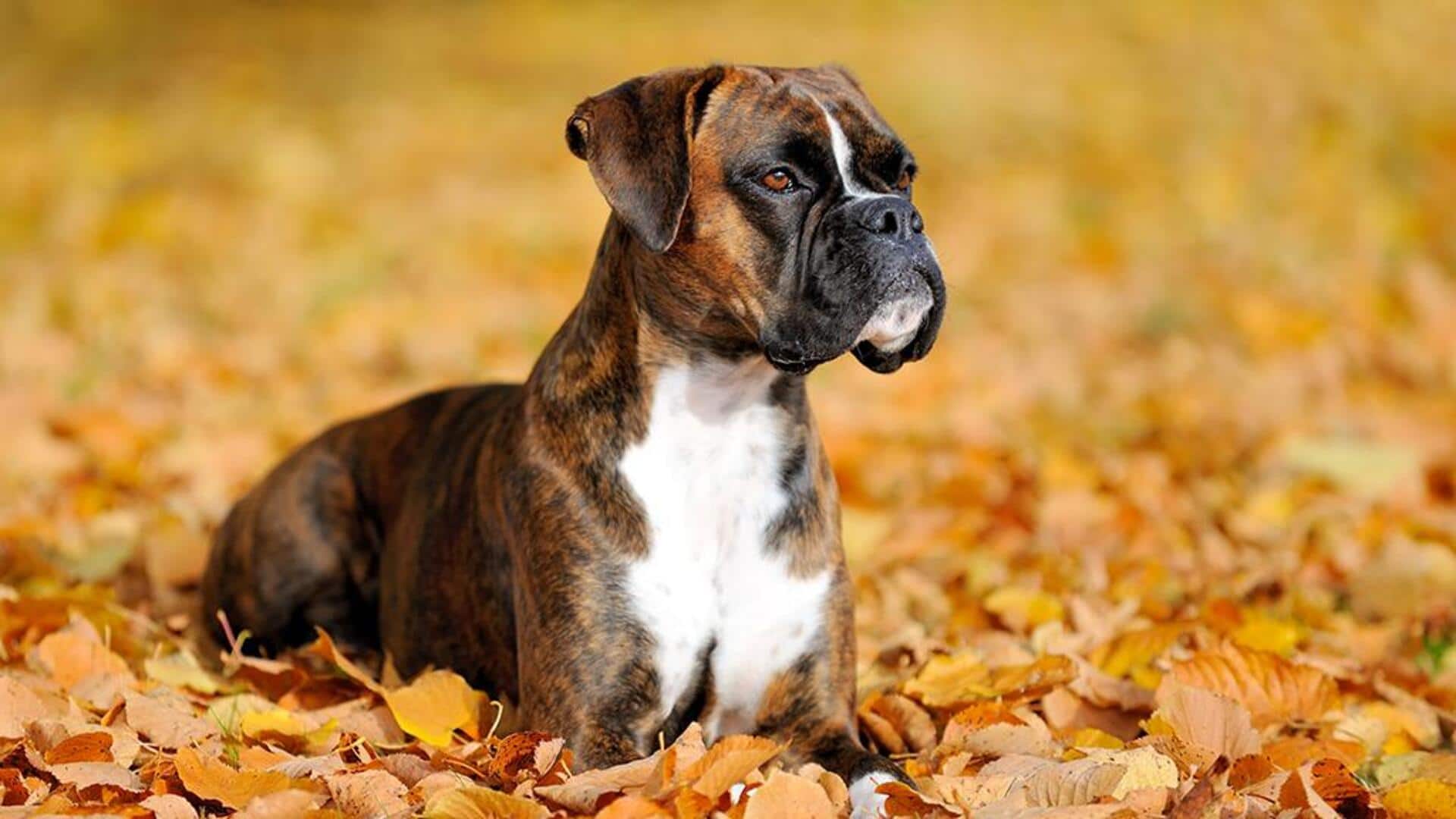 Here's how to manage your Boxer's separation anxiety