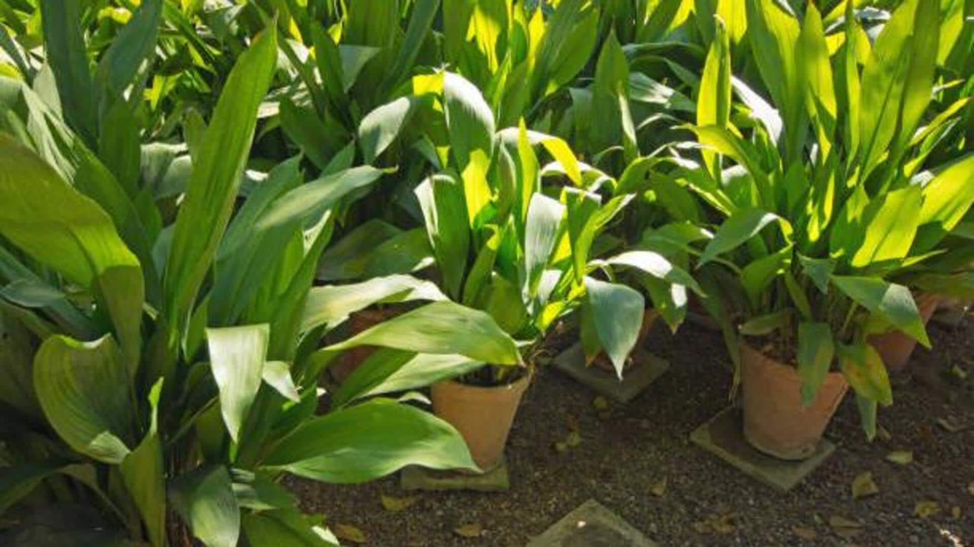 Cast iron plant: Tips for healthy growth Cast iron plant: Tips for healthy growth