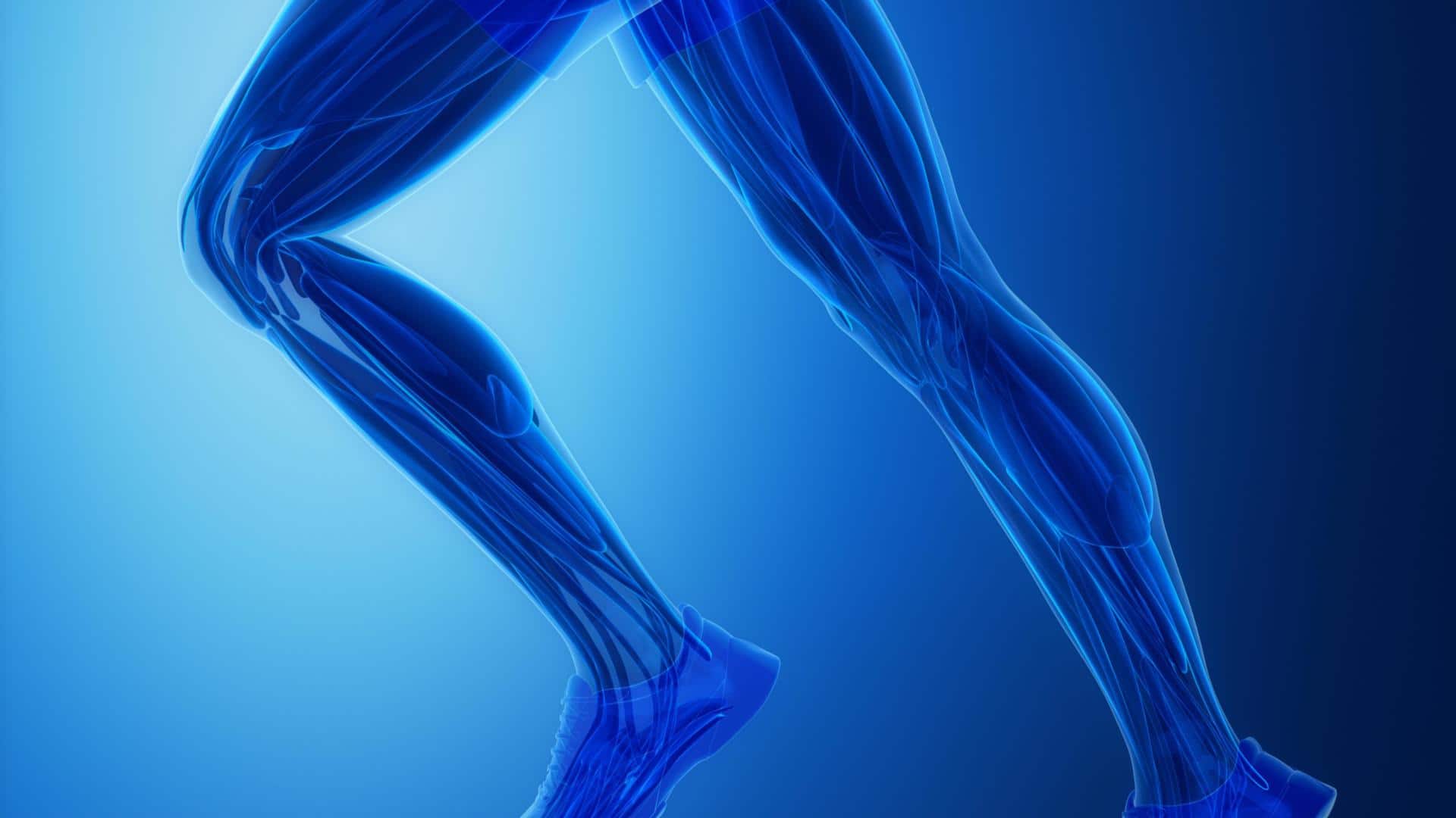 Your guide to leg muscle anatomy