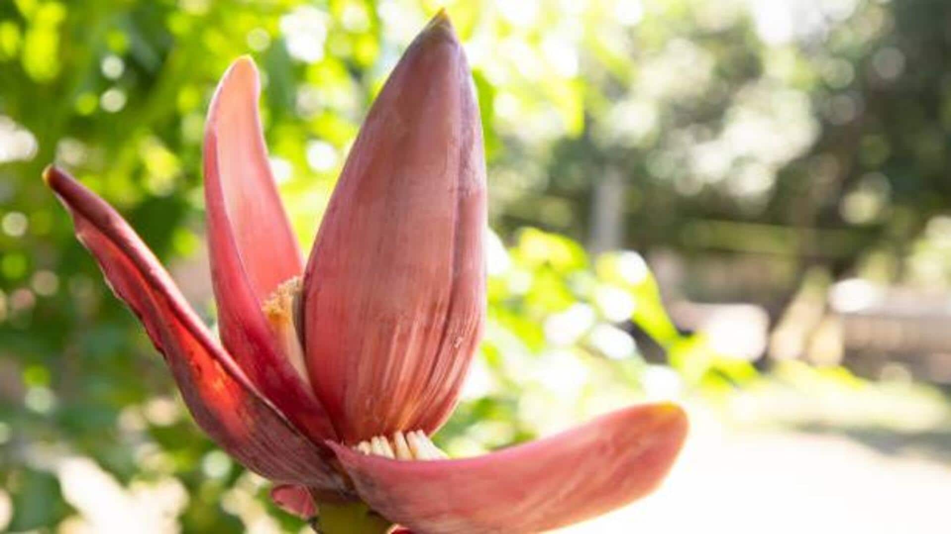 5 delicious recipes using banana blossoms
