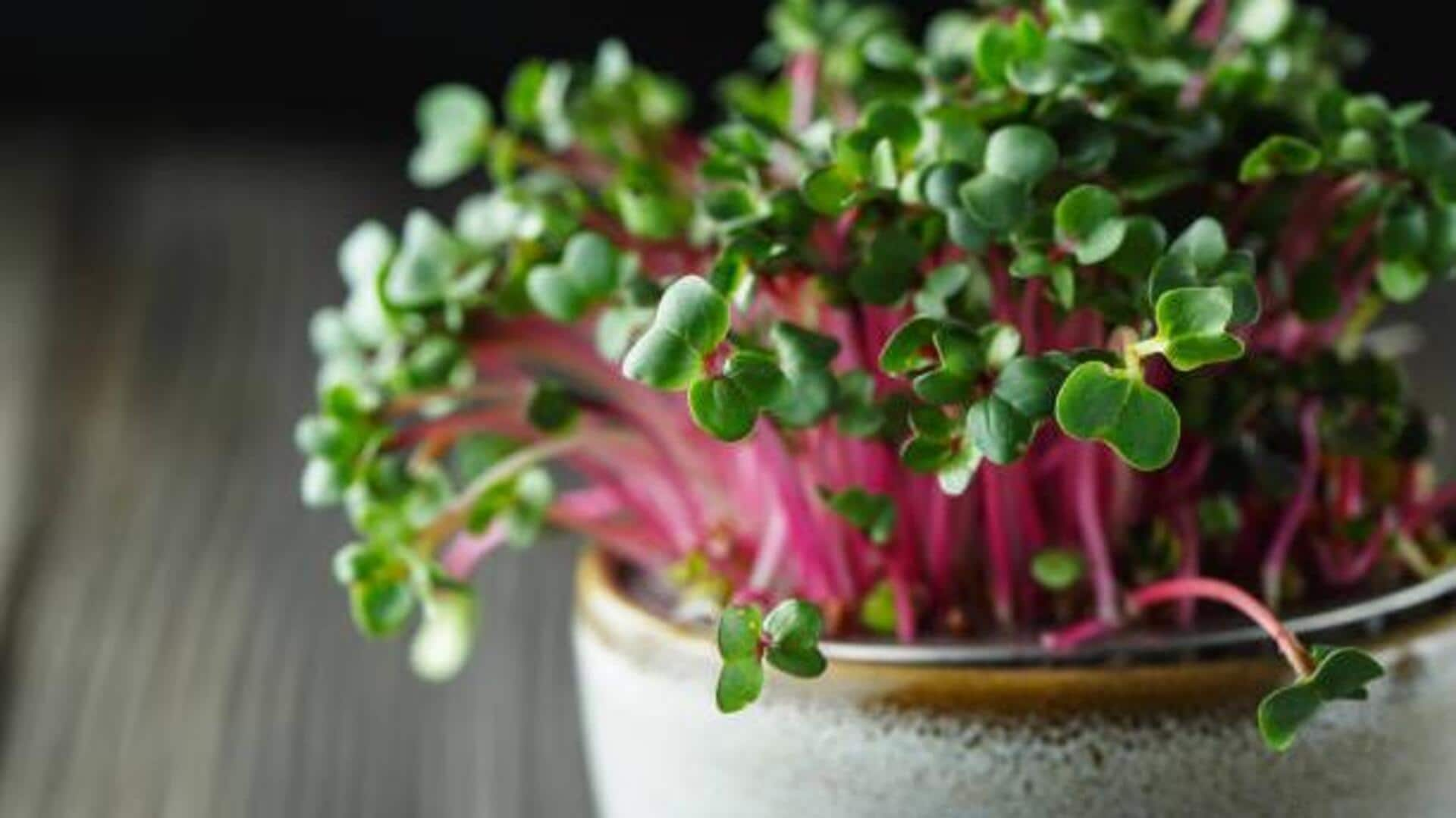 Lively lunches: Cooking with radish microgreens