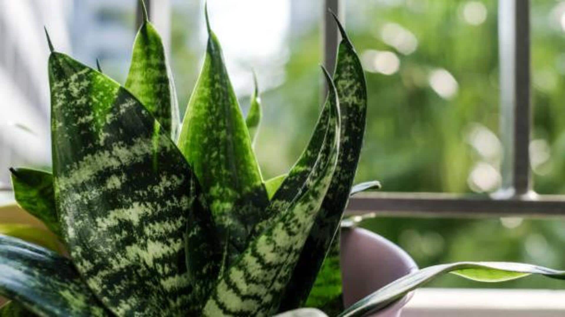 How to keep your snake plants healthy How to keep your snake plants healthy
