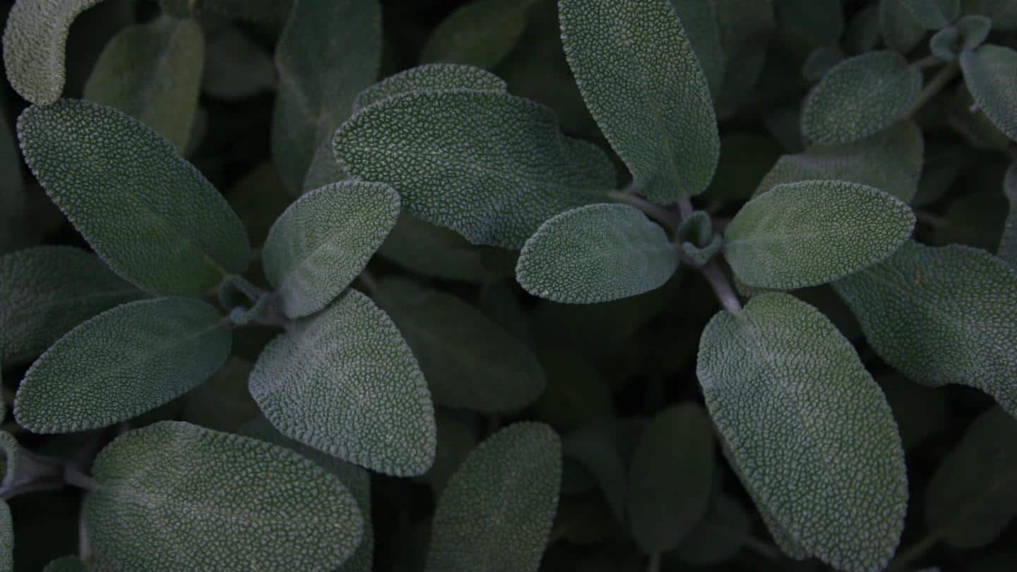 All about sage and its health benefits